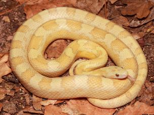 ADULT