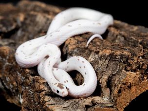 ADULT