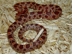 HATCHLING