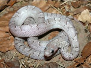 HATCHLING