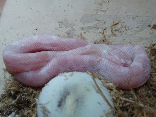 hatchling