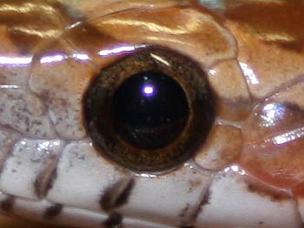 eye