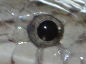 eye